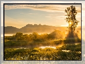 Maple Ridge, Kanada, Mgła, Jerry Sulina Park, Drzewo, Kolumbia Brytyjska, Wzgórza, Drzewa, Wschód słońca