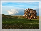 Jesień, Drzewo, Pola, Łąki, Zwierzęta