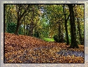 Jesień, Park, Alejki, Drzewa, Liście