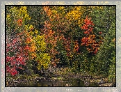 Jesień, Kolorowe, Jesienne, Drzewa, Liście