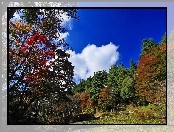Jesień, Park, Kolorowe, Drzewa, Chmury