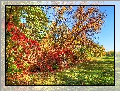 Jesień, Liście, Drzewa, Trawa