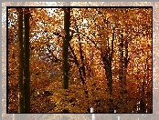 Drzewa, Jesień, Park