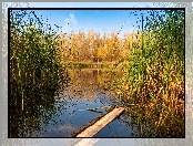 Jesień, Staw, Drzewa, Trzcina