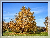 Jesień, Klon, Drzewo