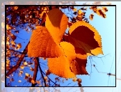 Jesień, Liście, Drzewo, Żółte