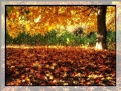 Jesień, Liście, Drzewo, Opadłe