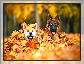 Jesień, Liście, Dwa, Psy