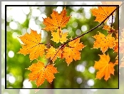 Jesień, Drzewo, Klon, Gałąź, Liście