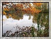 Jezioro, Jesień, Zarośla