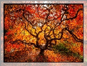 Jesień, Liście, Drzewo, Klon japoński