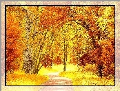 Jesień, Park, Alejka, Kolorowe, Drzewa