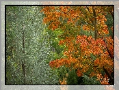 Kolorowe, Liście, Drzewa, Jesień