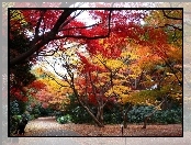 Jesień, Park, Kolorowe, Drzewa