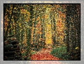 Las, Jesień, Liście, Ścięte, Pnie, Drzewa, Ścieżka