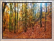 Las, Jesień, Drzewa