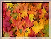 Jesień, Klon, Liście, Kolorowe