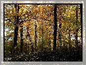 Jesień, Park, Żółte, Liście, Drzewa
