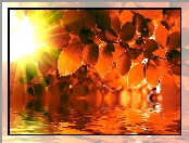 Jesień, Promienie słońca, Liście, Woda