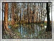 Jesień, Drzewa, Woda, Odbicie, Liście, Trawa