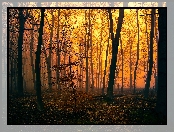 Jesień, Las, Drzewa, Mgła, Zmierzch
