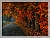 Jesień, Drzewa, Ogrodzona, Droga