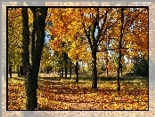 Jesień, Liście, Park, Drzewa