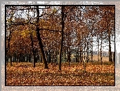 Jesień, Liście, Park, Drzewa