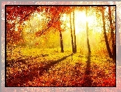 Jesień, Drzewa, Łąka, Przebijające Światło