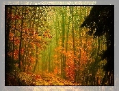 Jesień, Las, Droga, Przebijające, Światło