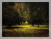 Jesień, Promienie Słońca, Park