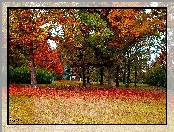 Jesień, Polska, Gdańsk, Park Steffensa, Drzewa