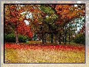 Jesień, Polska, Gdańsk, Park Steffensa, Drzewa
