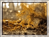 Jesień, Sepia, Suche, Liście