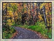 Las, Droga, Drzewa, Jesień, Kolorowe, Zakręt