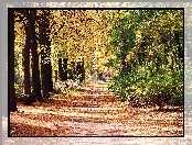 Jesienna, Park, Aleja, Drzewa