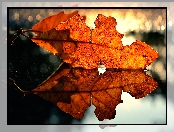 Jesienny, Bokeh, Liść, Odbicie