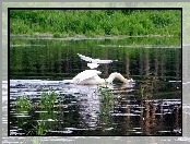 Łabędzie, Jezioro, Trzcina