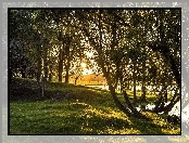 Światło, Łąka, Drzewa, Jezioro, Przebijające