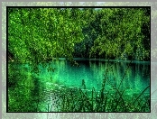 Jezioro, Drzewa