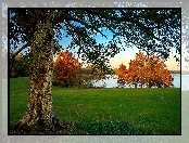 Jezioro, Drzewa