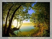 Jezioro, Drzewa