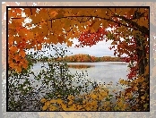 Jezioro, Drzewa