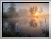 Jezioro, Rośliny, Drzewa, Mgła