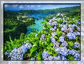 Jezioro Verde, Azory, Kwiaty, Portugalia, Jeziora, Jezioro Azul, Hortensje