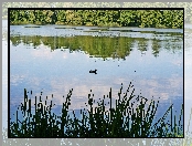 Jezioro, Kaczka