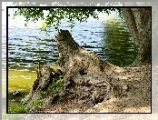 Jezioro, Korzeń