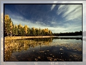 Jezioro, Las