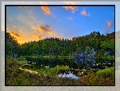 Jezioro, Las