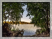Jezioro, Konar, Las, Drzewa